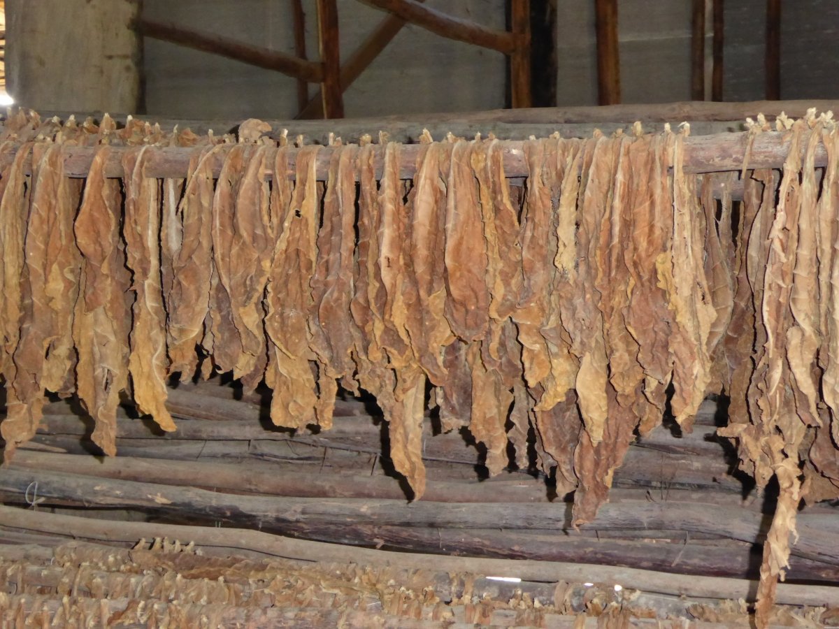 Tobacco! Riecht sooo gut...