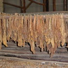 Tobacco! Riecht sooo gu...