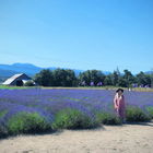 Visiting the Lavender C...