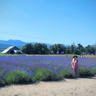 Visiting the Lavender C...