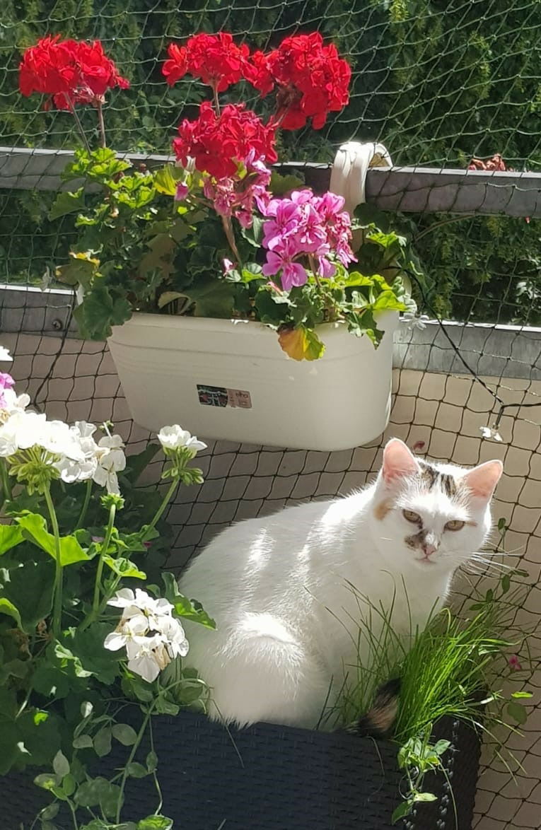 begehrter Sommerplatz~bei Sunny ist es etwas "gequetscht"