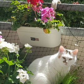 begehrter Sommerplatz~b...