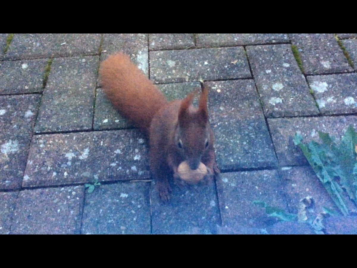 Darf ich vorstellen: Bübü! Verewigt im Kommi zu 'Vetiver Tonka'.