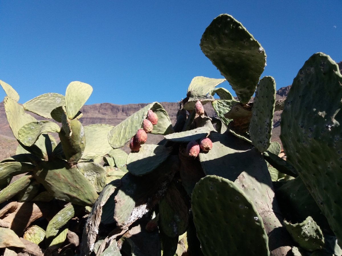 Canarische Kaktusfeigen - so lecker