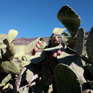Canarische Kaktusfeigen...