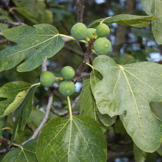 Feigen