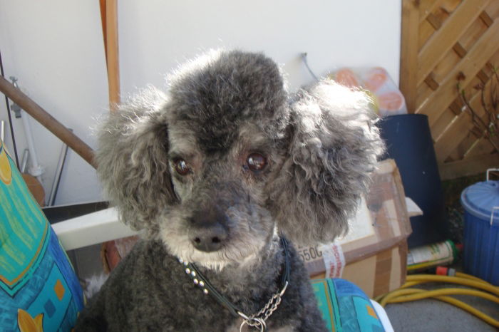 Bonzo