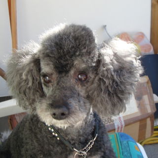 Bonzo
