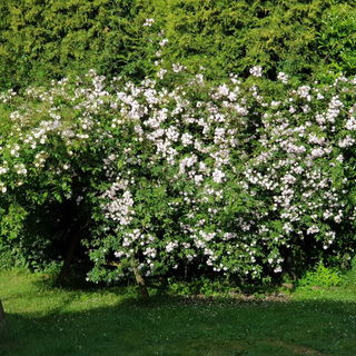 Paul's Himalayan Musk...