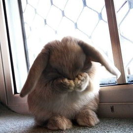 Facepalm Bunny