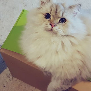 Fettes auf Paket