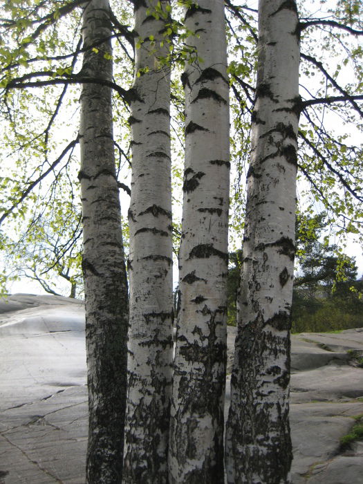 Birken, Kaivopuisto Helsinki, Mai 2015