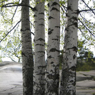Birken, Kaivopuisto Hel...