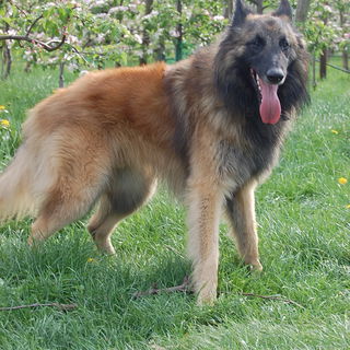 Buddy, der Tervueren (B...