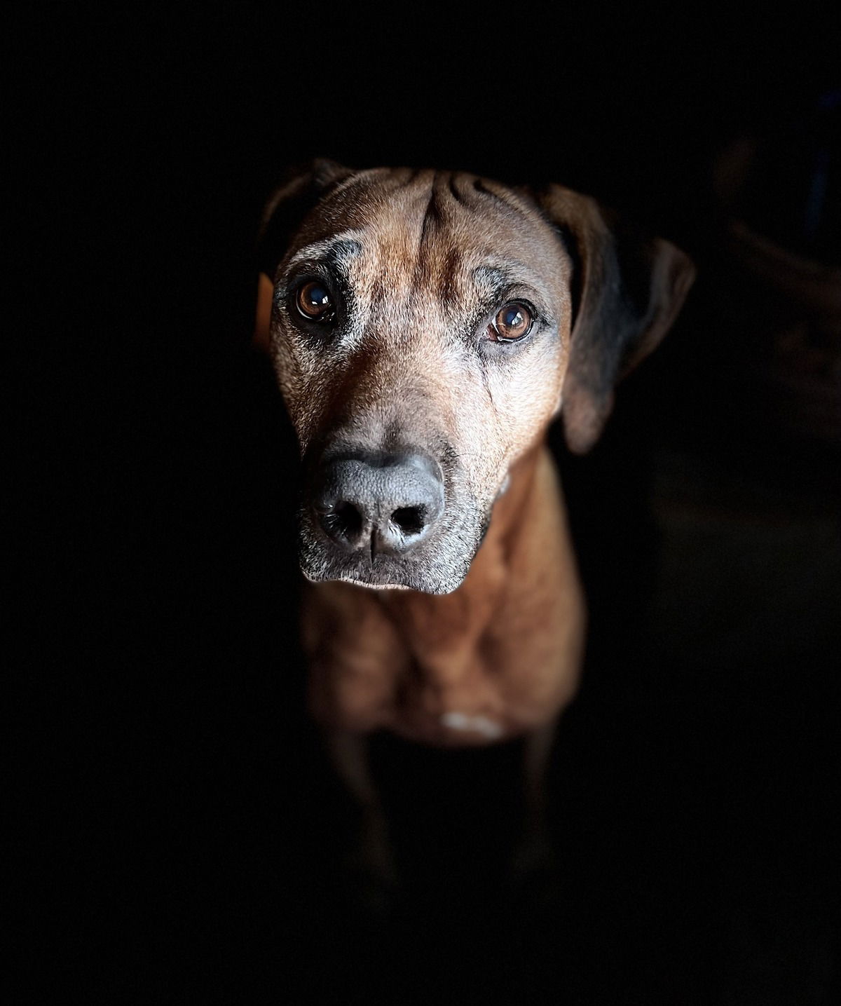 Basotho 24.10.2011-10.8.2024 mein Herzensjunge❤️