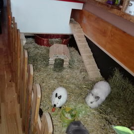 Ander Ansicht Stall, v....