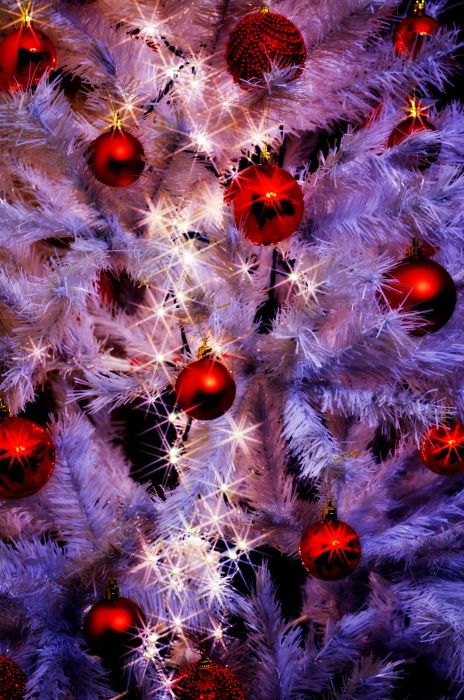 Yuletide dreaming.
