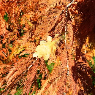 Shelter for a lonely Le...