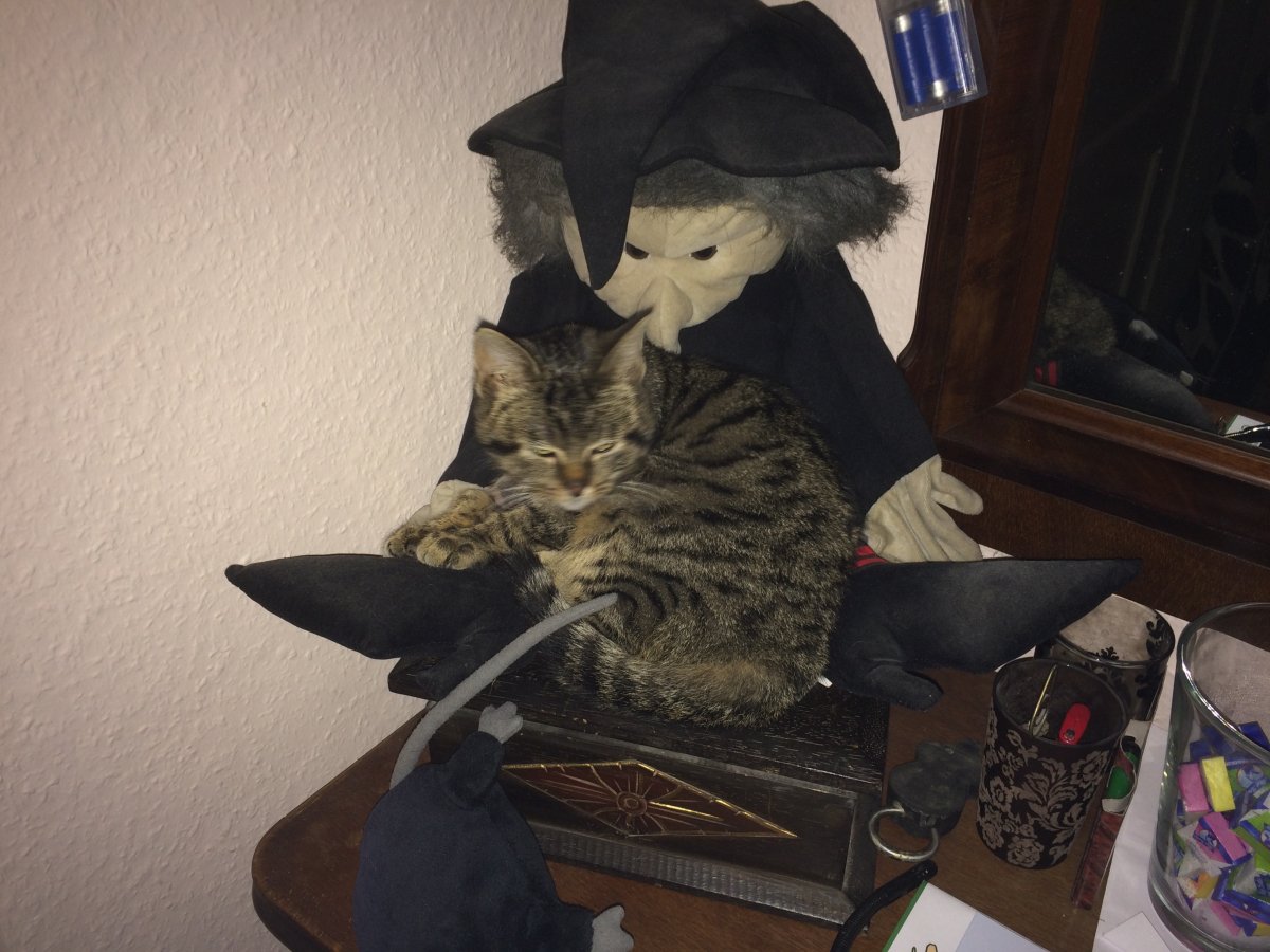 Hexenkatze Elli...