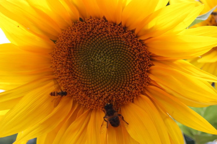Sonnenblume