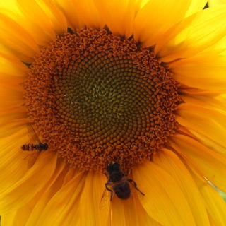 Sonnenblume