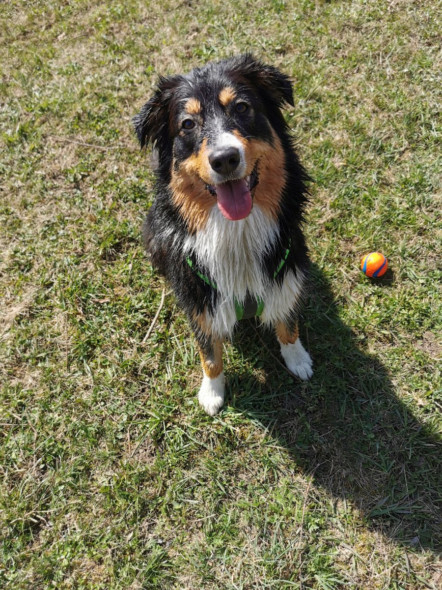 Luna mit 11 Monaten, nach dem Bad im Bach