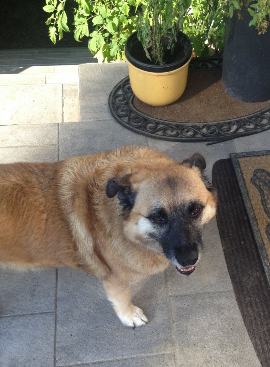 Meine Haus-und Hofwächterin Betty, sie ist über die Regenbogenbrücke gegangen. Jetzt wacht sie von oben...
