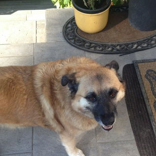 Meine Haus-und Hofwäch...