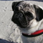 Unser Mops-Mädchen 