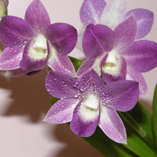 Dendrobium Phalaenopsis...
