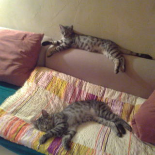 Oben Toni, unten Mucki ...