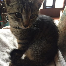 Die kleine Rosie, 13 Wo...
