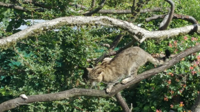 Im Wildkatzendorf Hütscheroda...das ist Oskar