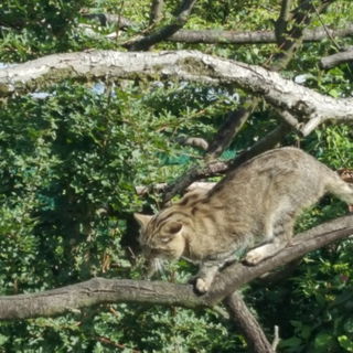 Im Wildkatzendorf Hüts...