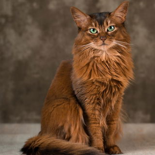 Wer schöner ist als ic...