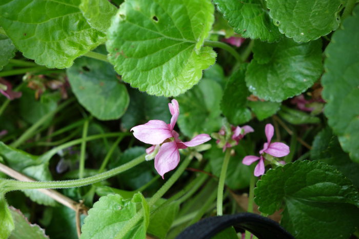 Viola odorata