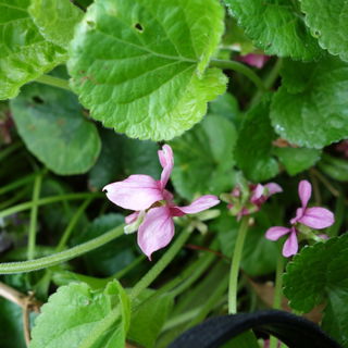 Viola odorata