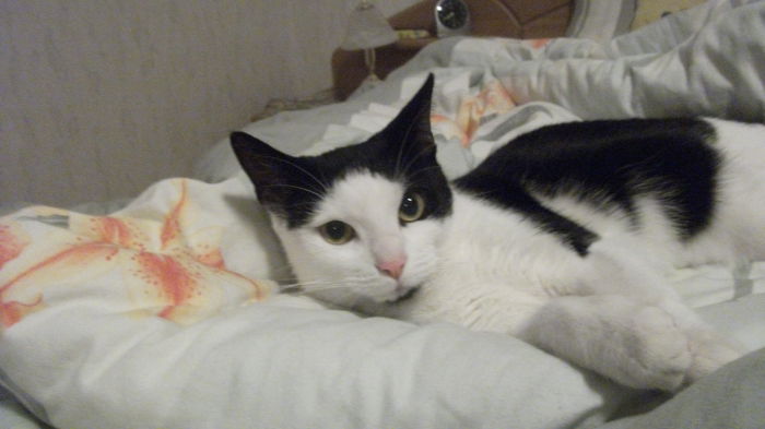 Ein Sonntag im Bett ist gemütlich und nett....Melly machts vor
