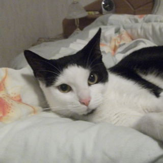 Ein Sonntag im Bett ist...