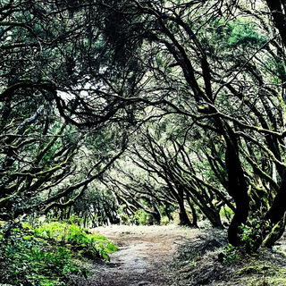 grüne Tore im Zauberwa...