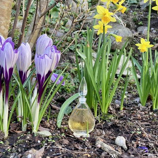 erste Frühlingsboten