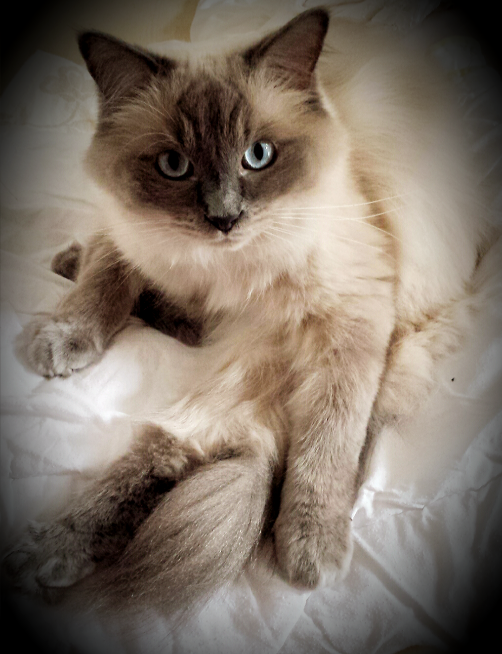 Mein Ragdoll-Kater Camelot, geboren am 15.11.2014