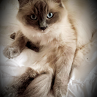 Mein Ragdoll-Kater Came...
