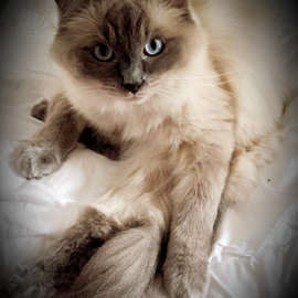 Mein Ragdoll-Kater Came...