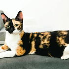 Prinzessin Leyla