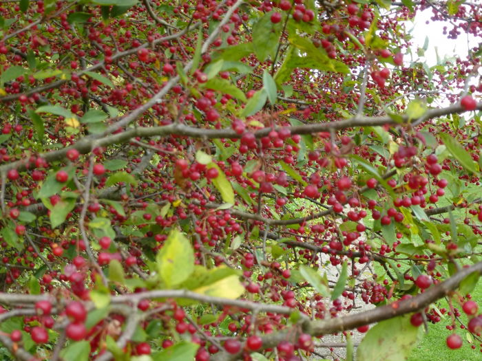 Berries