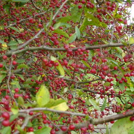Berries