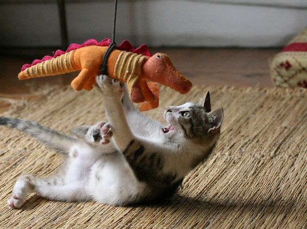 Wunsch-Haustiger....
