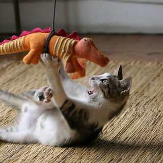 Wunsch-Haustiger....
