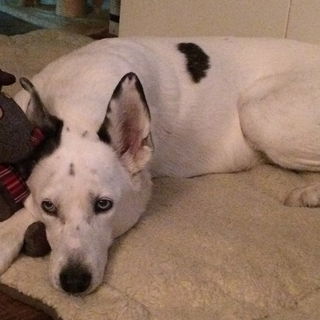 Meine Süße... Du fehl...